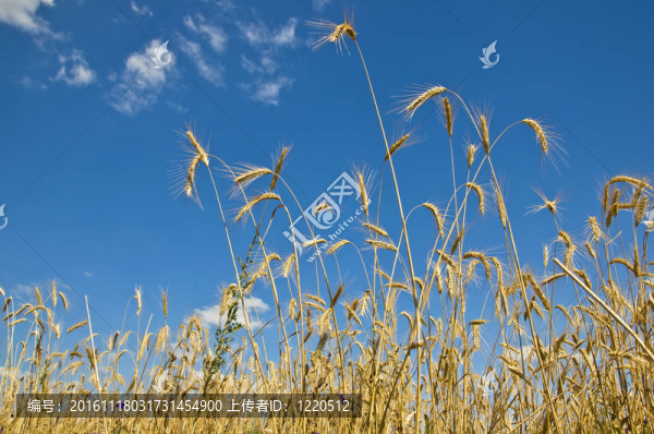 藍(lán)色天空背景下的黑麥莖。選擇性聚焦；片段。