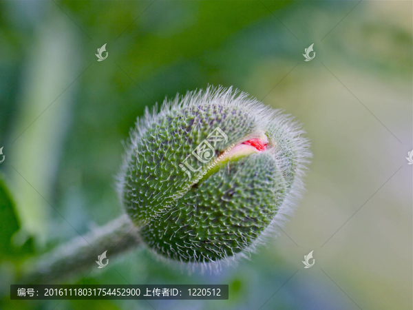 罌粟花的花芽分離