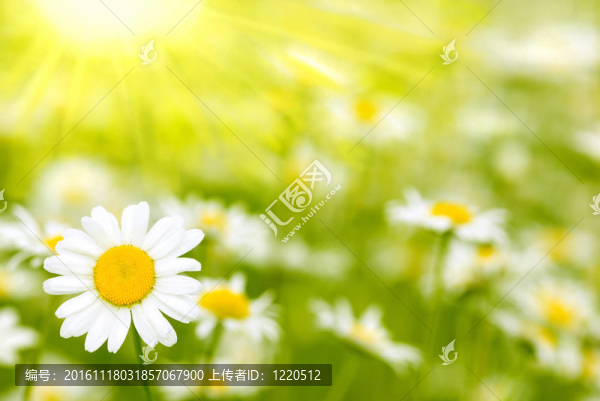 迷人的甘菊