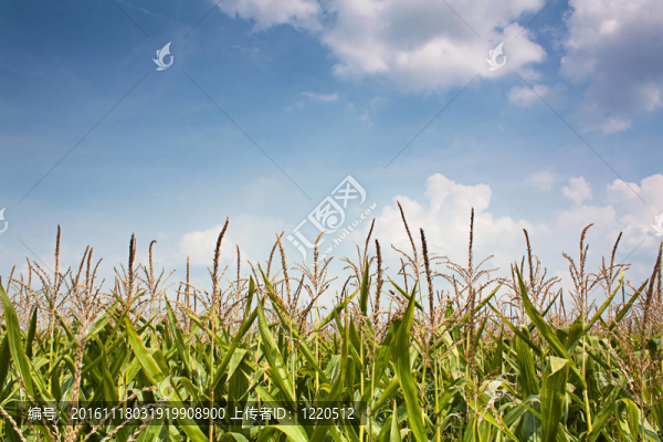 玉米矛對抗夏天的天空
