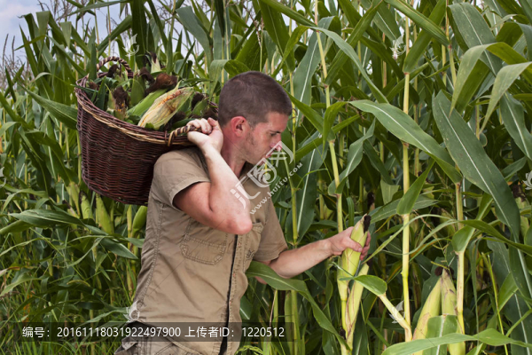 在一個(gè)大籃子里，農(nóng)民收獲的玉米和甜玉米