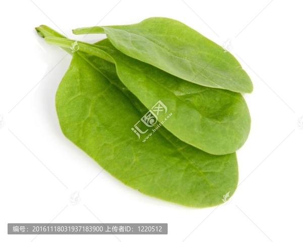 菠菜葉