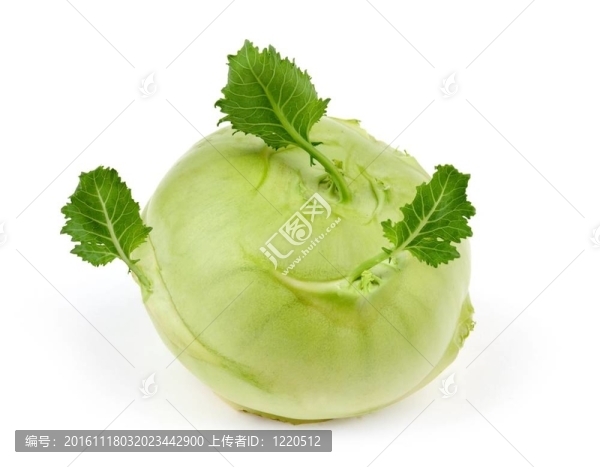 白菜大頭菜