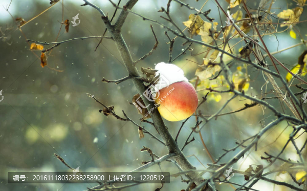 凍冬蘋果樹上的雪和風