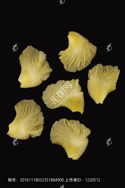 黑色背景上的黃色花瓣