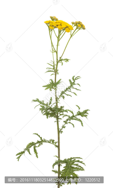 艾菊的花