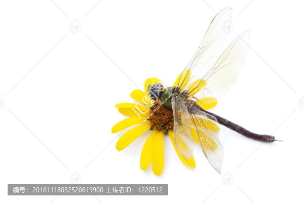 蜻蜓和花