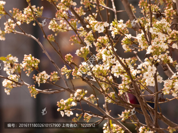 一棵開(kāi)花的樹(shù)