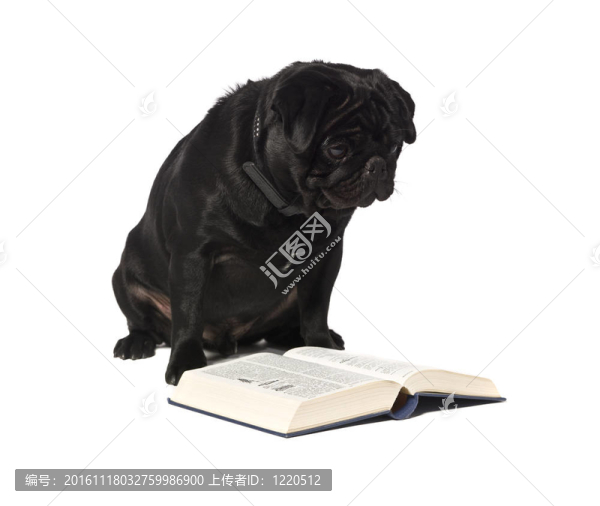 狗讀一本書