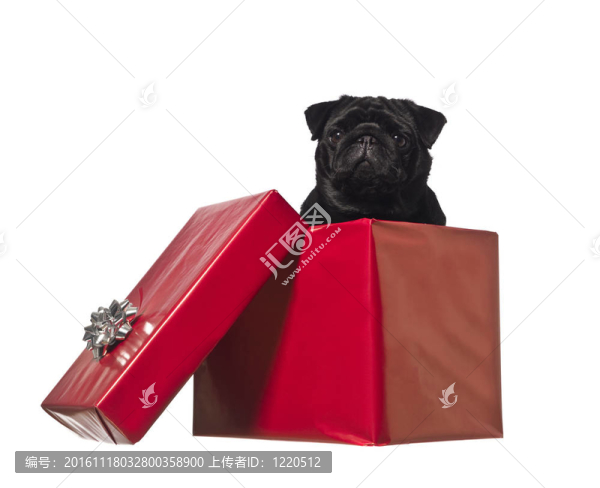 狗在禮品盒