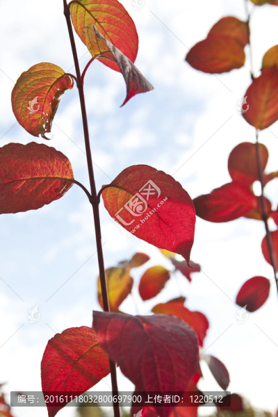 紅色的秋葉