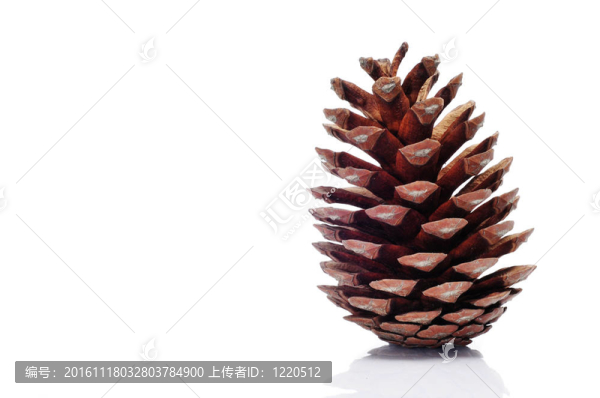 松樹的球果