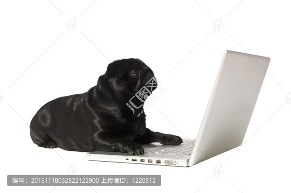 電腦上的黑狗
