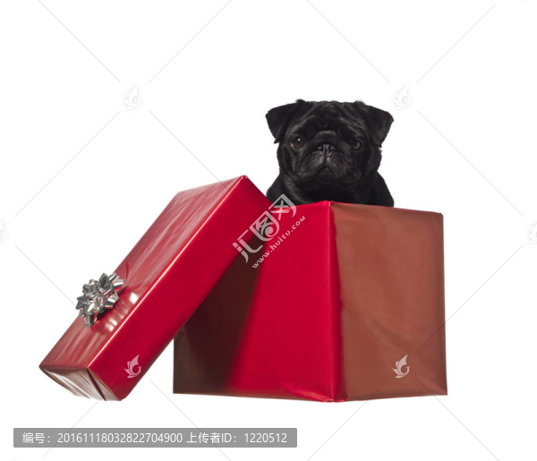 狗在禮品盒