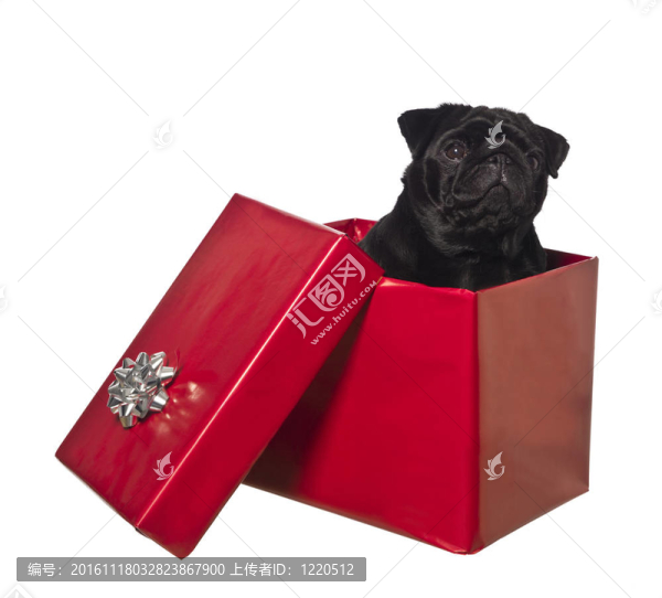 狗在禮品盒