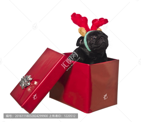 狗在一個馴鹿角的禮品盒