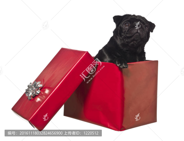 狗在禮品盒