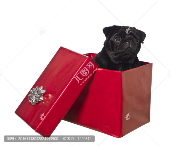 狗在禮品盒