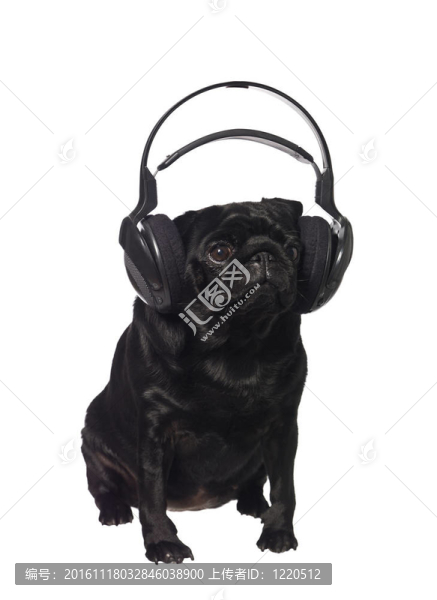 黑色的哈巴狗聽音樂