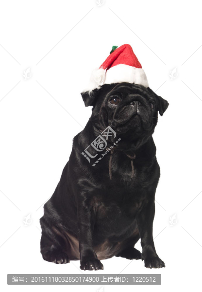 黑色的哈巴狗與圣誕老人的帽子