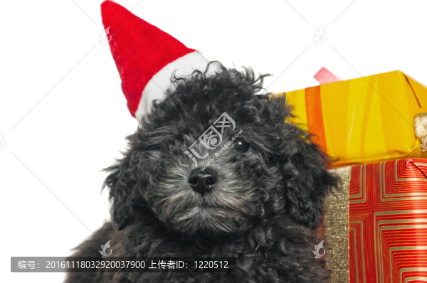 一個(gè)新年禮物的獅子狗小狗