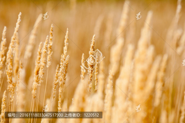 選擇性聚焦Bulrush