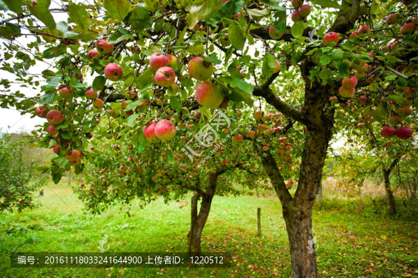 蘋果樹與紅蘋果