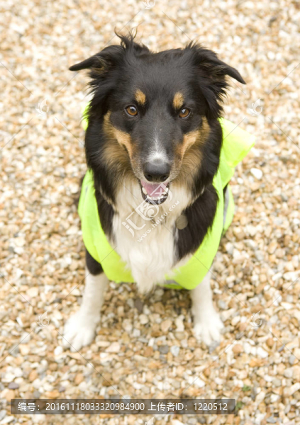 邊境牧羊犬戴喜vis,Jacket