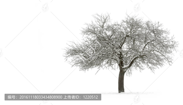 雪覆蓋的單樹分隔開的