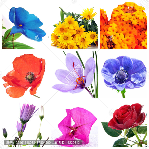 花拼貼-匯圖網(wǎng) www.fosd68.com 花拼貼