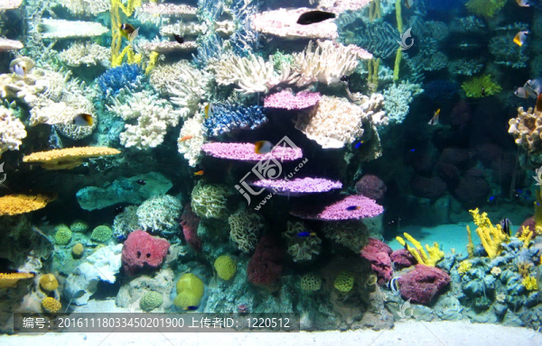 豐富多彩和充滿(mǎn)活力的水族館