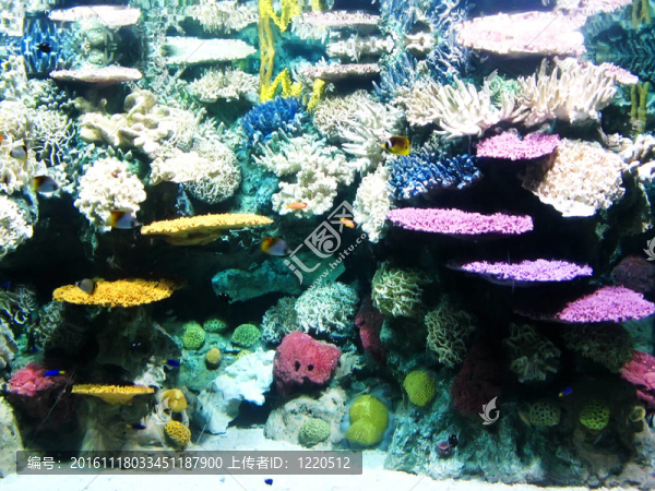 豐富多彩和充滿活力的水族館