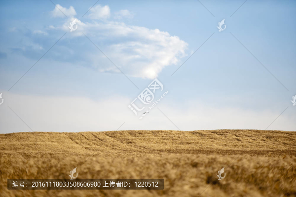 與鳥類的農(nóng)業(yè)領(lǐng)域