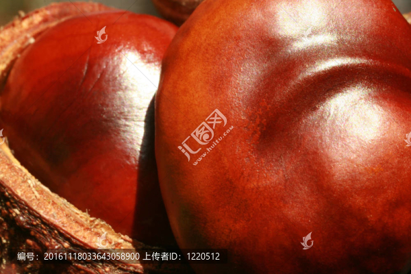 板栗合金