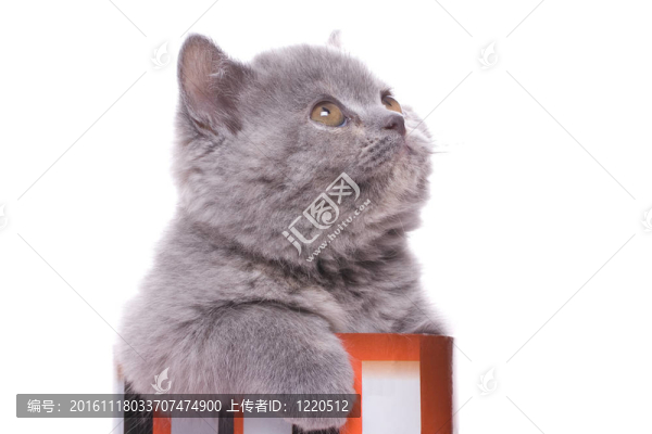 小貓咪