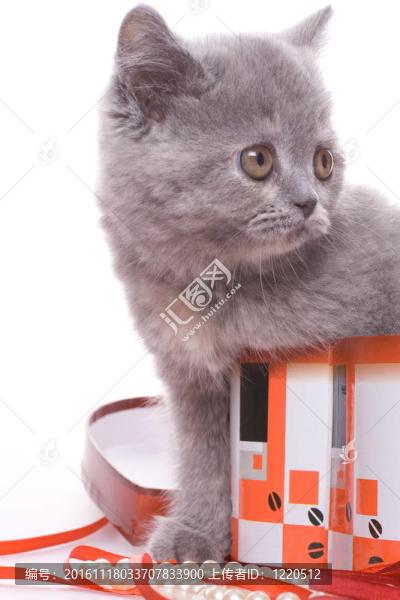 小貓咪