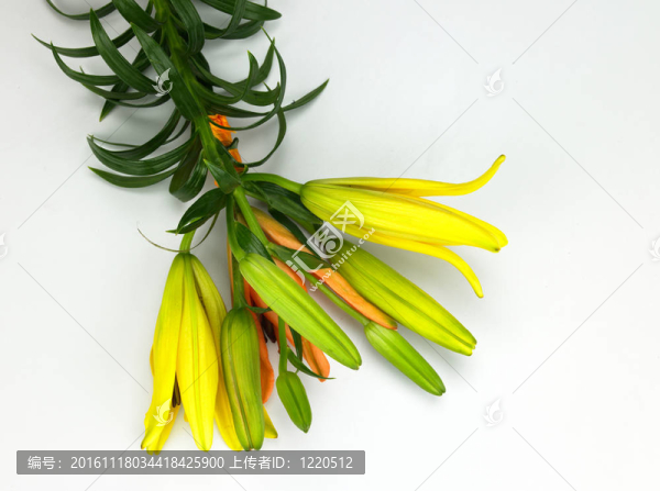 一束黃色的花