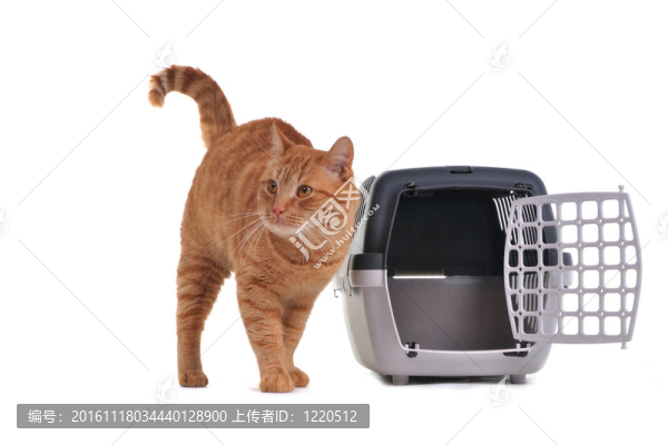 運輸籠中的貓
