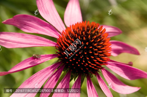 紫松果菊