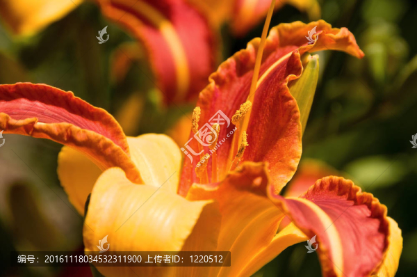 莉莉II