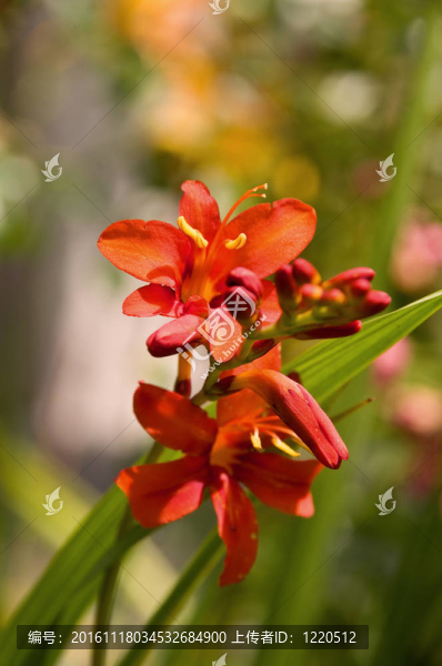 百合花穗