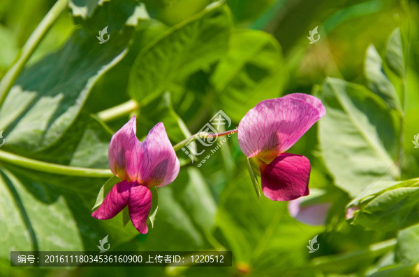 豌豆花