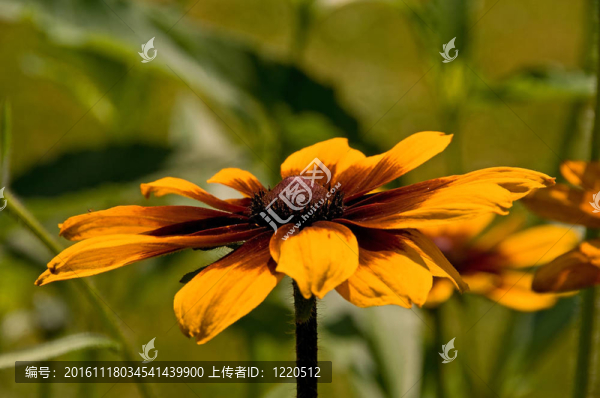 金光菊