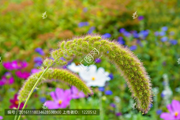 兩彎曲的長(zhǎng)釘-匯圖網(wǎng) www.fosd68.com 兩彎曲的長(zhǎng)釘