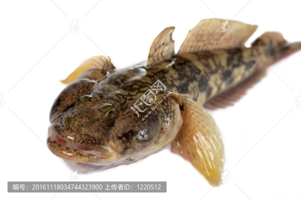 mesogobius,batrachoeephalus