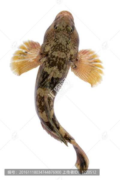 mesogobius,batrachoeephalus
