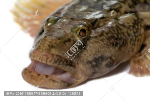 mesogobius,batrachoeephalus