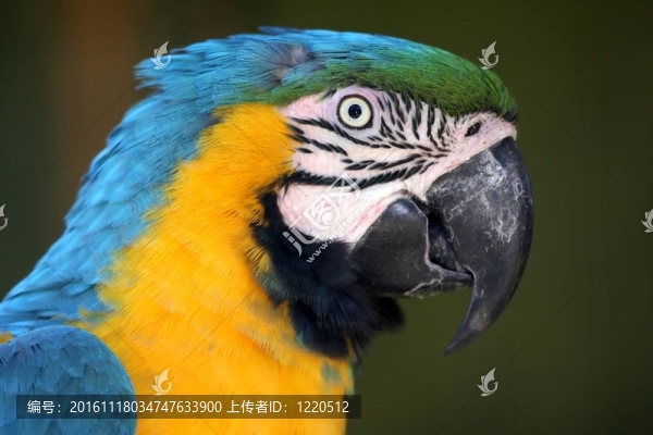 Macaw,Parrot簡介