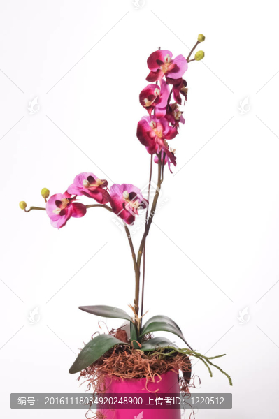 人工蘭花