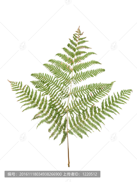 Fern葉